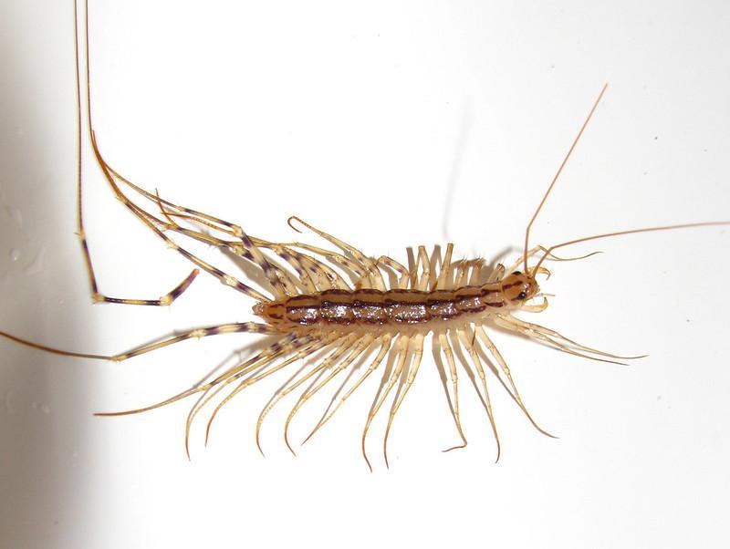 House Centipedes - small brown bugs
