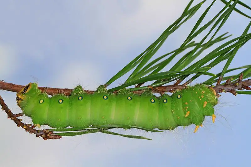 Imperial Moth Caterpillar - Types of green caterpillars