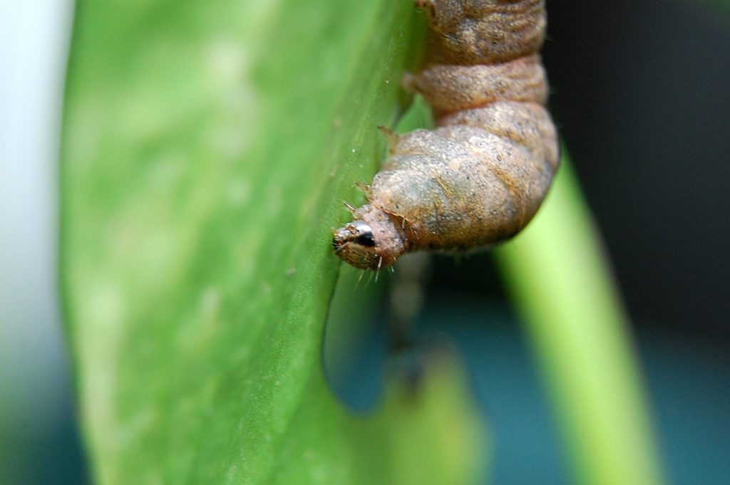 Lepidopterous caterpillar