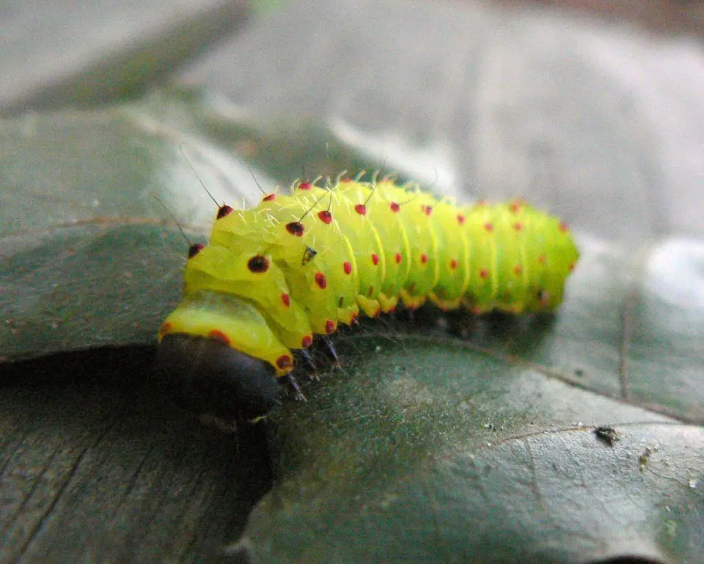 Luna Moth Caterpillar - Types of green caterpillars