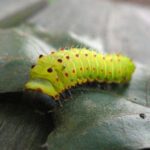 Types of Green Caterpillars with Fun Facts, Stunning Pictures and Loads More!!!
