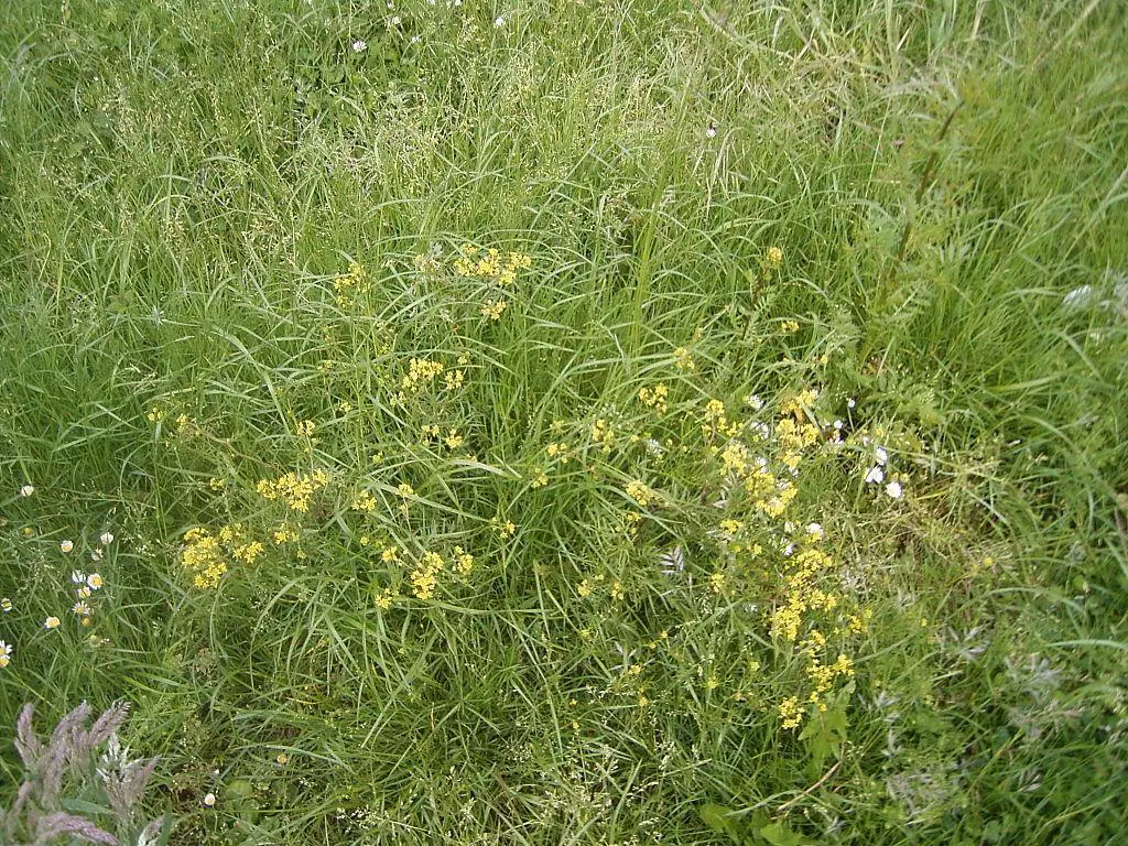 Marsh Yellowcress