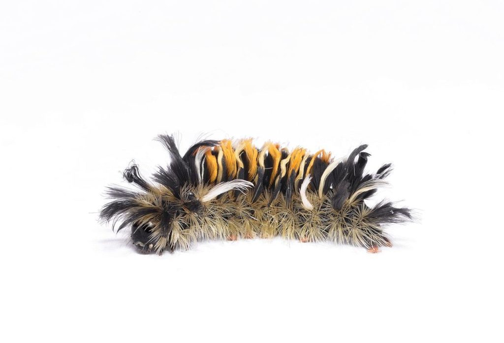 Milkweed Tiger Caterpillar - types of furry caterpillars