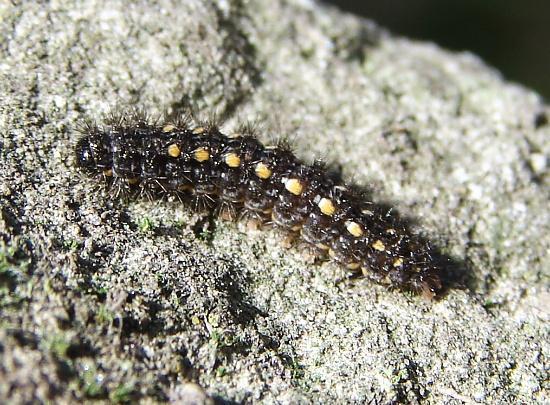 Moss And Lichen - what do caterpillars eat