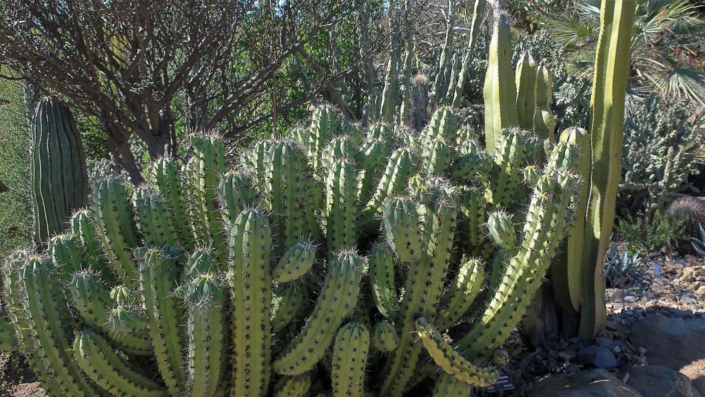 Pachycereus schottii - tall cactus