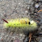 Furry Caterpillar Types with An Identification Guide, Fun Facts, and Pictures