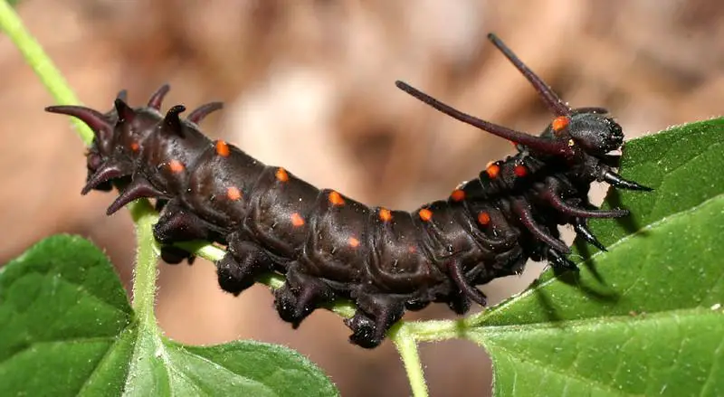Pipevine Swallowtail Caterpillar - black caterpillar
