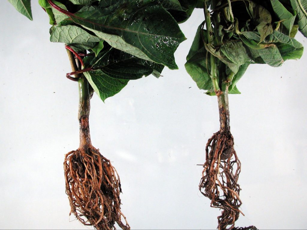 Poinsettia root damage