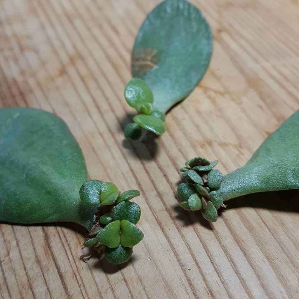 Propagation of jade plant types