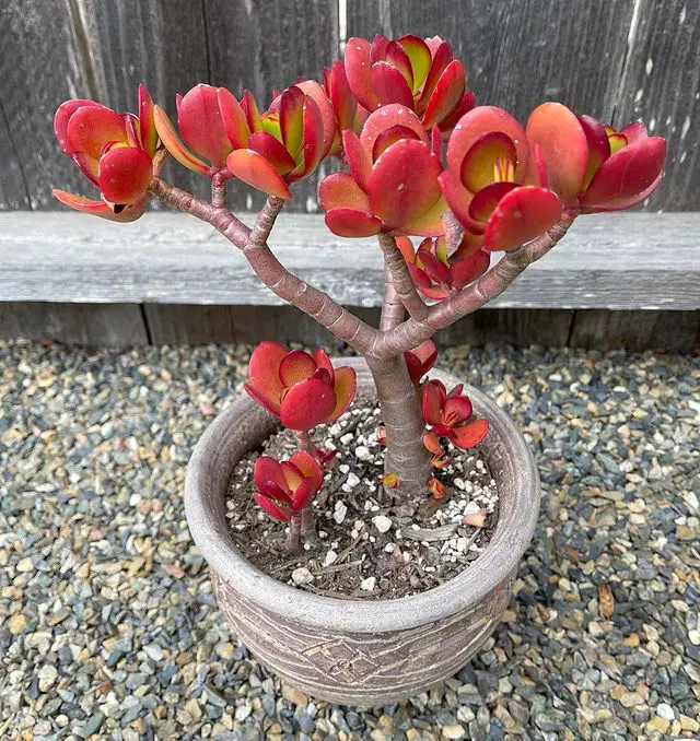 Red Jade Plant