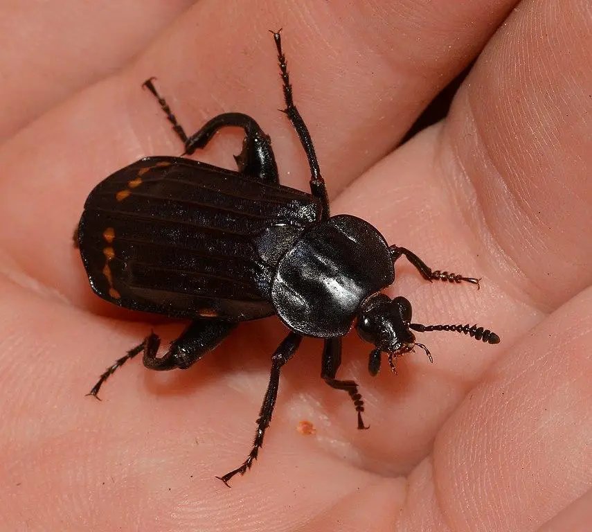 Red-Lined Carrion Beetles