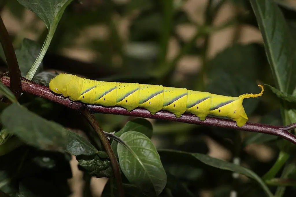 Rustic Sphinx Moth Caterpillar - Types of green caterpillars