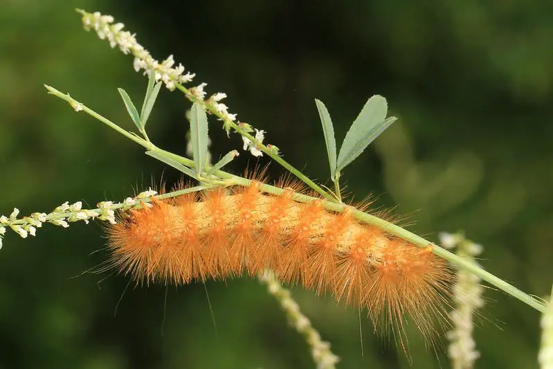 Salt Marsh Caterpillar - types of furry caterpillars