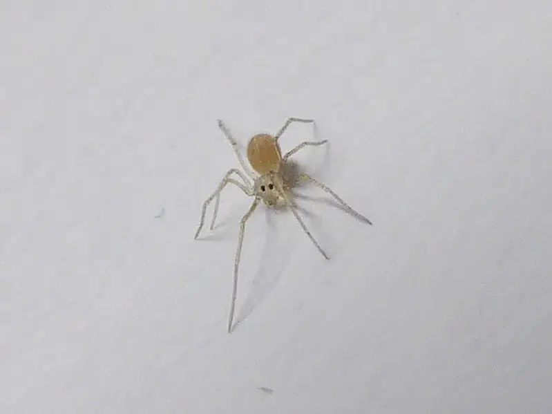 Short-bodied Cellar Spider