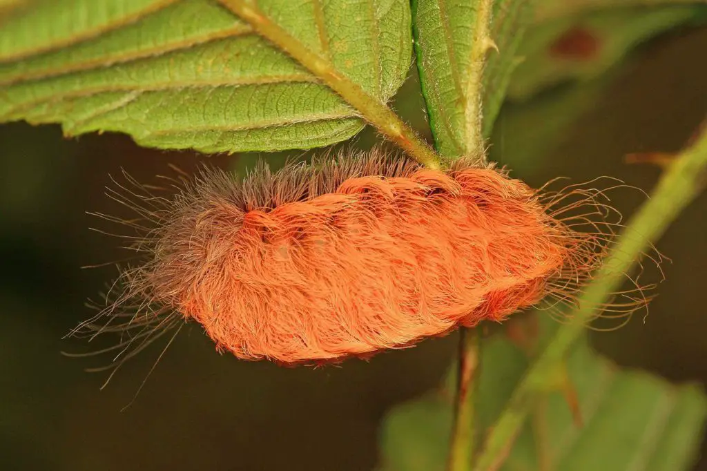 Southern Flannel Moth Caterpillar - Types of furry caterpillars