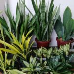 21 Types of Sansevieria - Indestructible, Exotic, and Elegant Air Purifiers