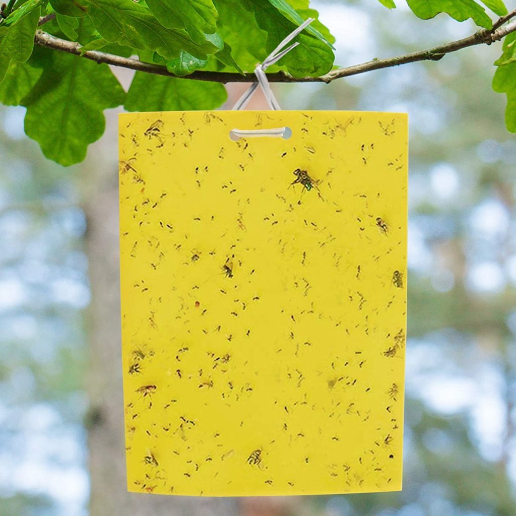 Use Yellow Sticky Fly Traps