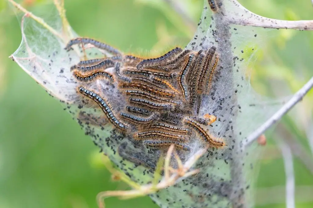 Western Tent Caterpillar - types of furry caterpillars