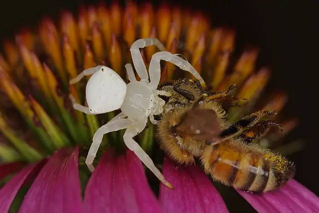 Types of white crab spiders