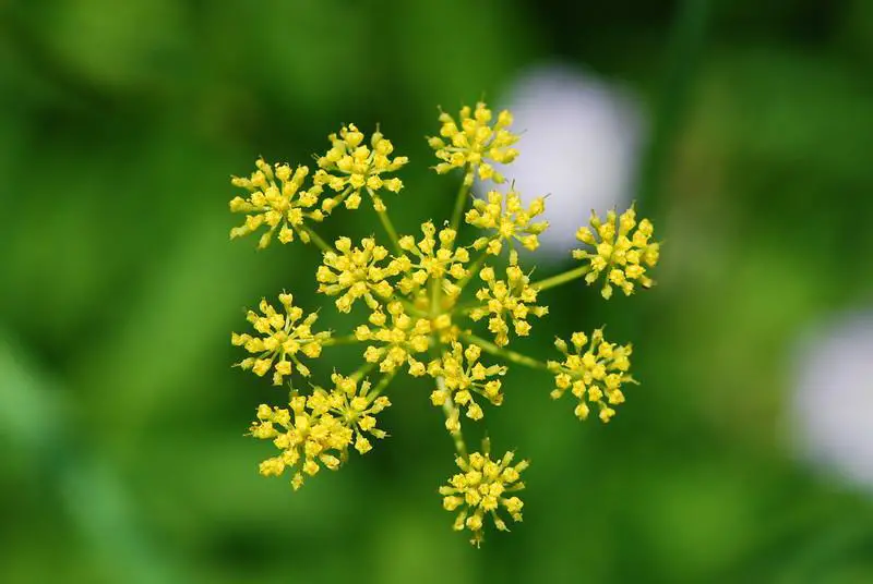Wild Parsnip - weeds with yellow flowers