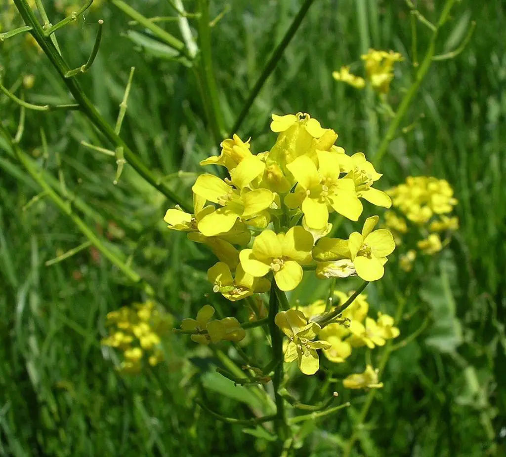 Yellow Rocket - weeds with yellow flowers