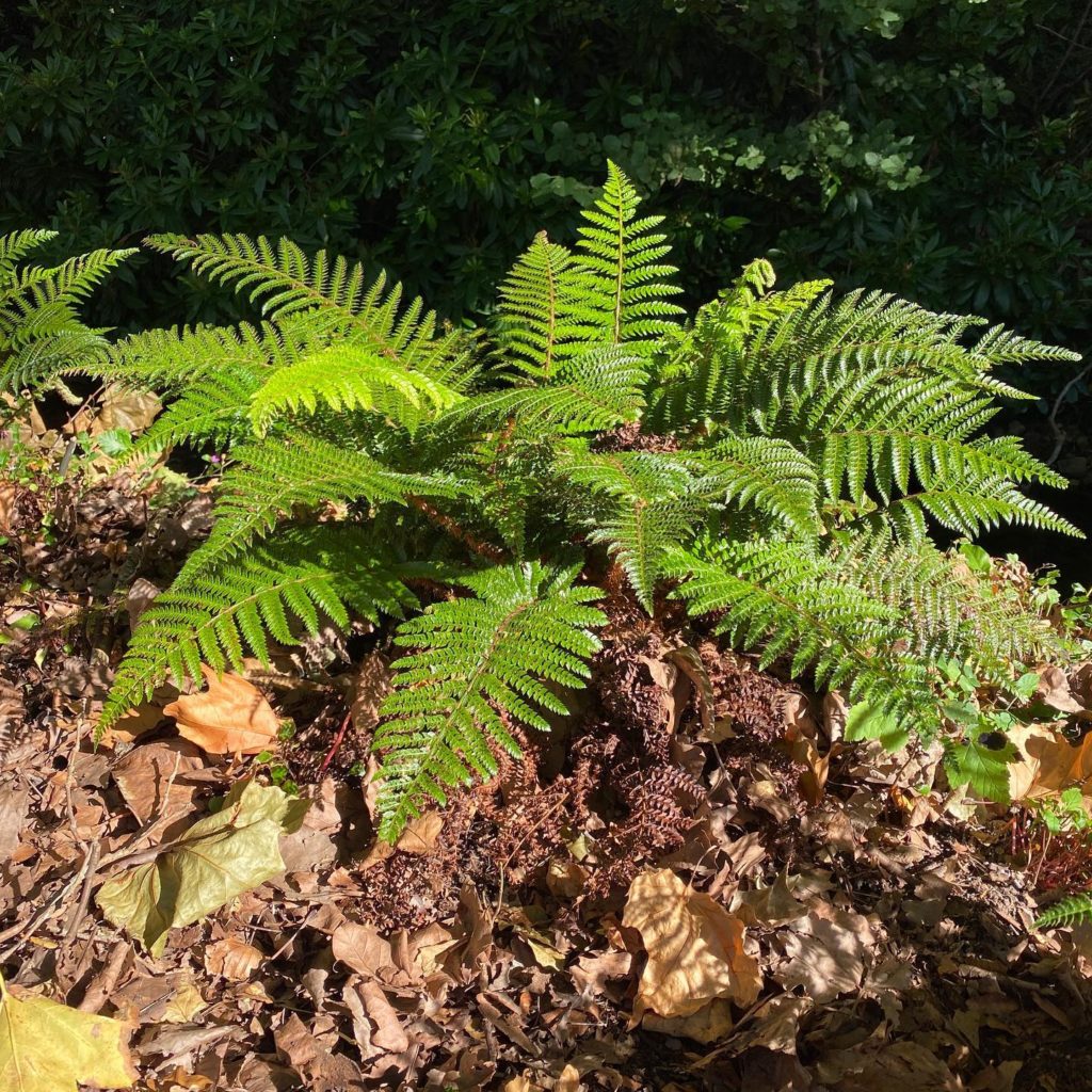 Alpine wood - types of ferns