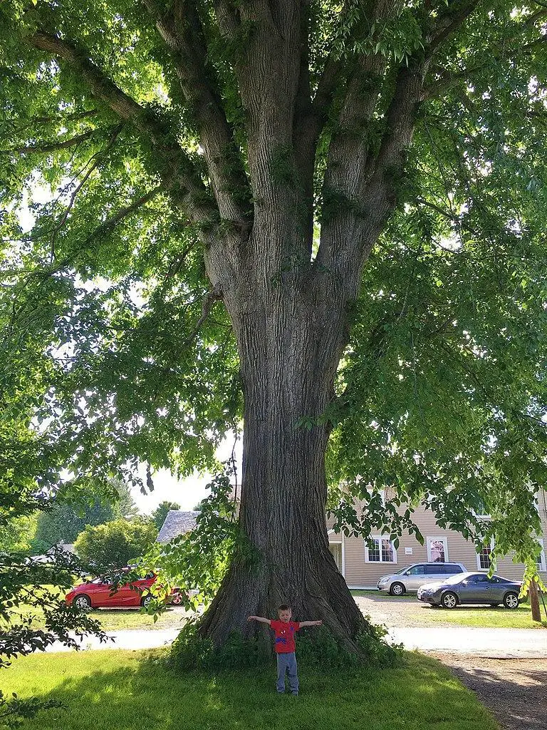 American elm trunk