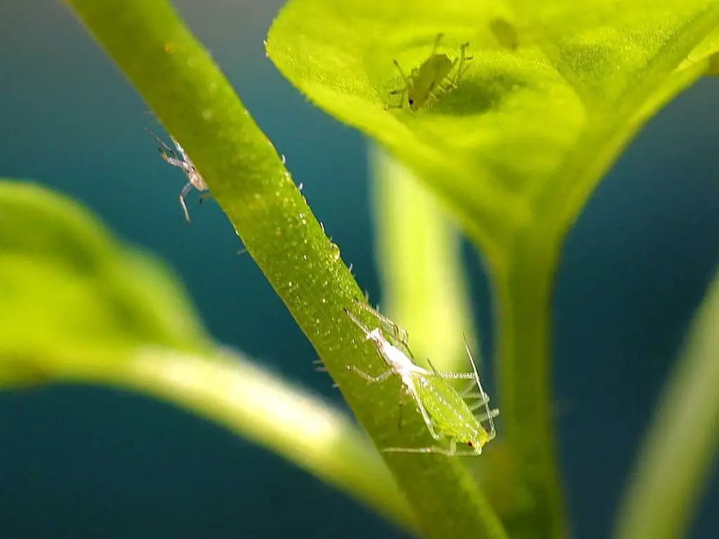 How to control aphids on indoor houseplants