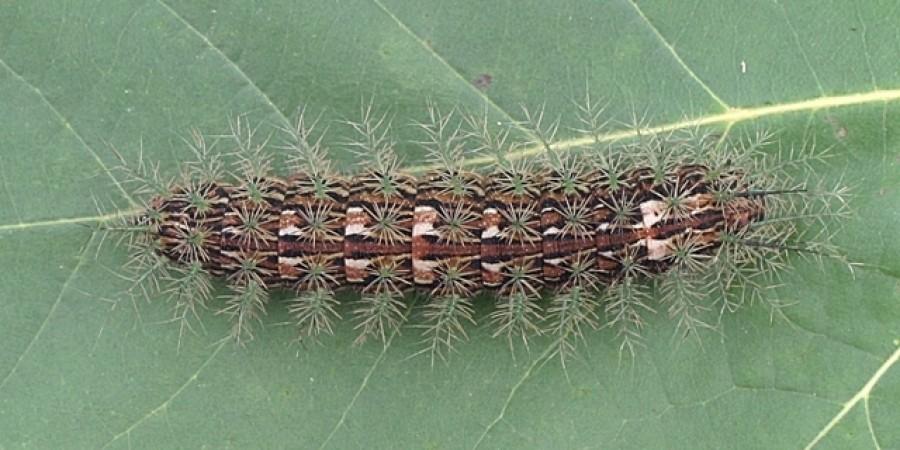 Assassin caterpillar - types of furry caterpillars