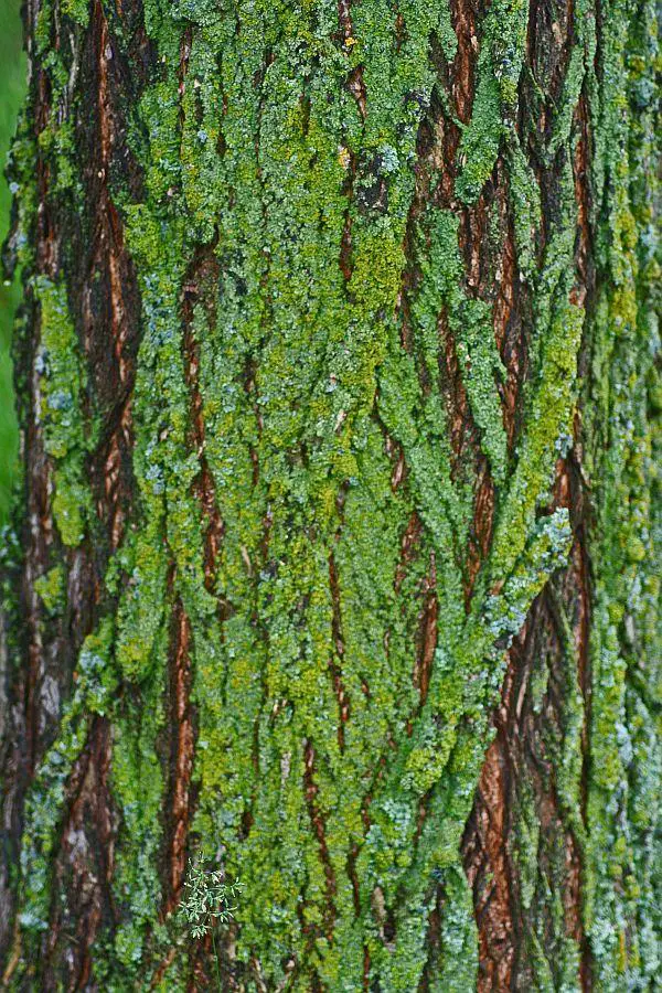 Bark - types of elm trees