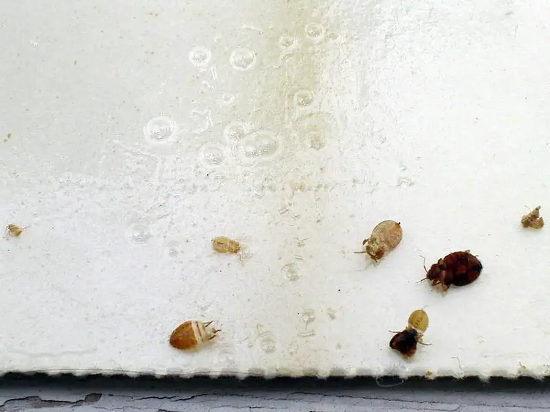 Bed bugs - small brown bugs