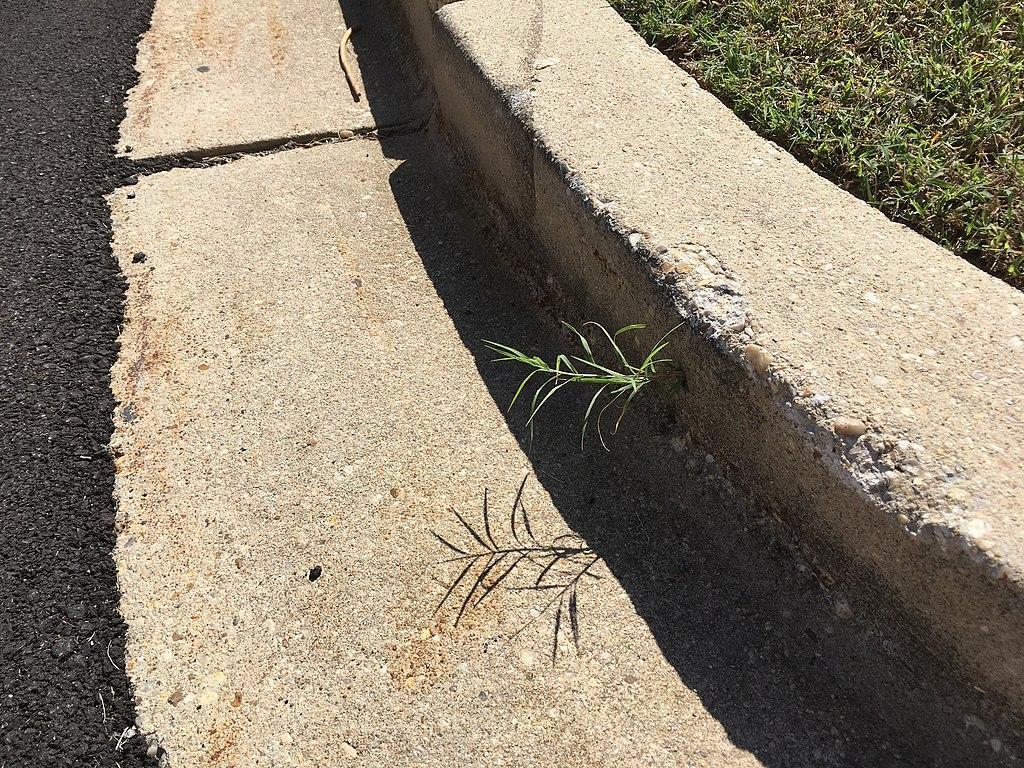 Bermuda grass growth