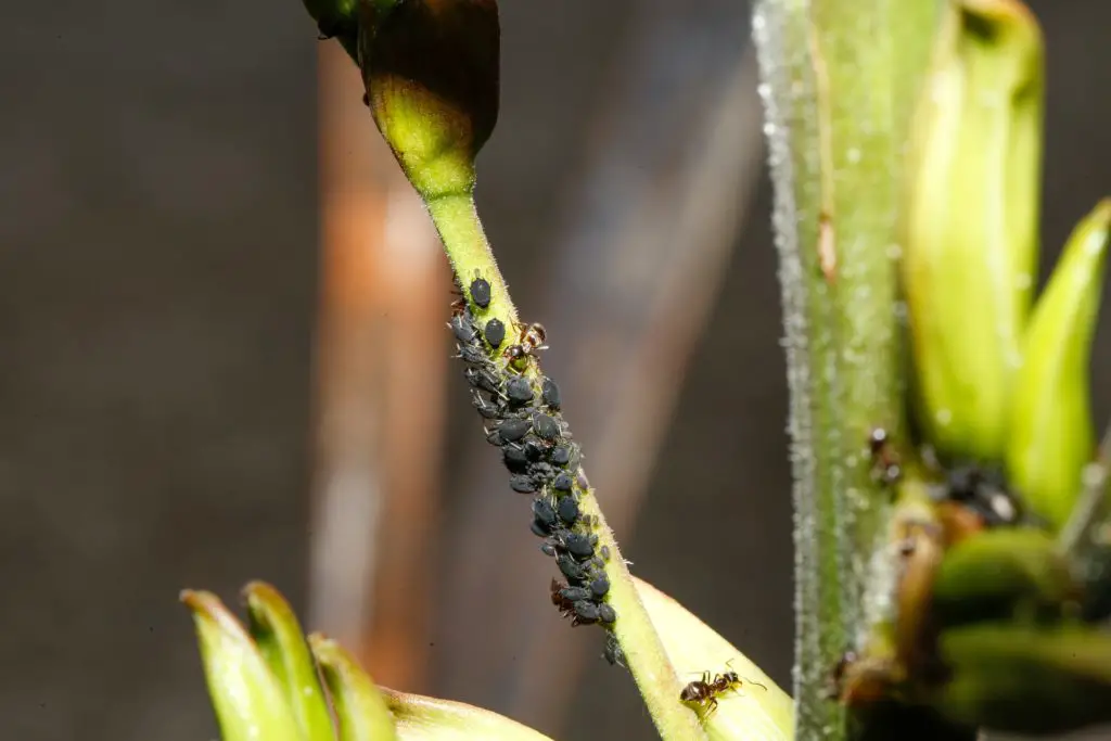 Black aphids on indoor houseplants