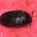 Black Beetles 101: Types and A Comprehensive Identification Guide with Pictures
