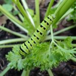 Black Caterpillar Types: How to Identify Common Species, Fun Facts and More!