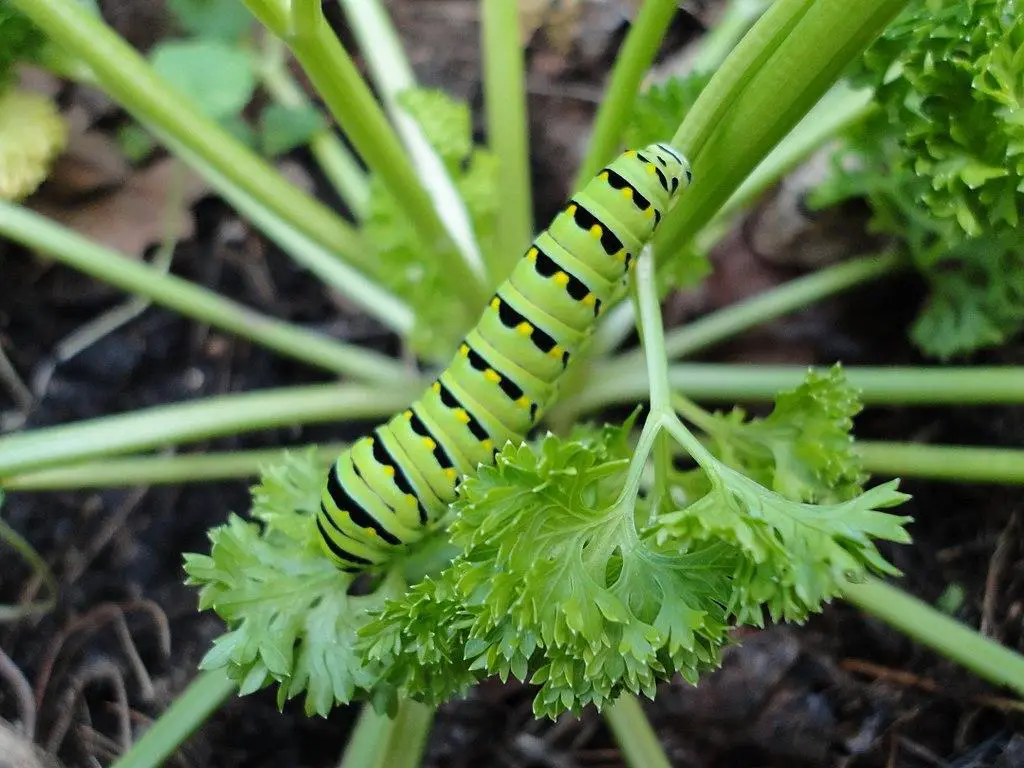 Identifying black caterpillar