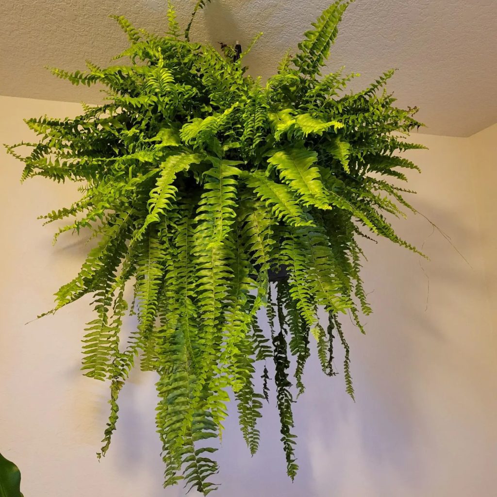 Boston fern - types of fern