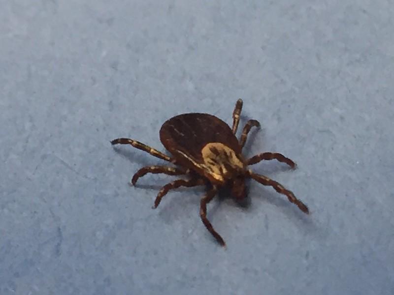 Small brown tick