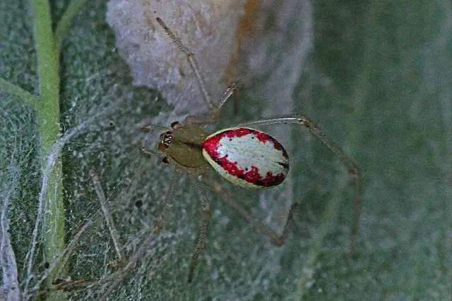 Candy Stripes Spiders - types of white spiders