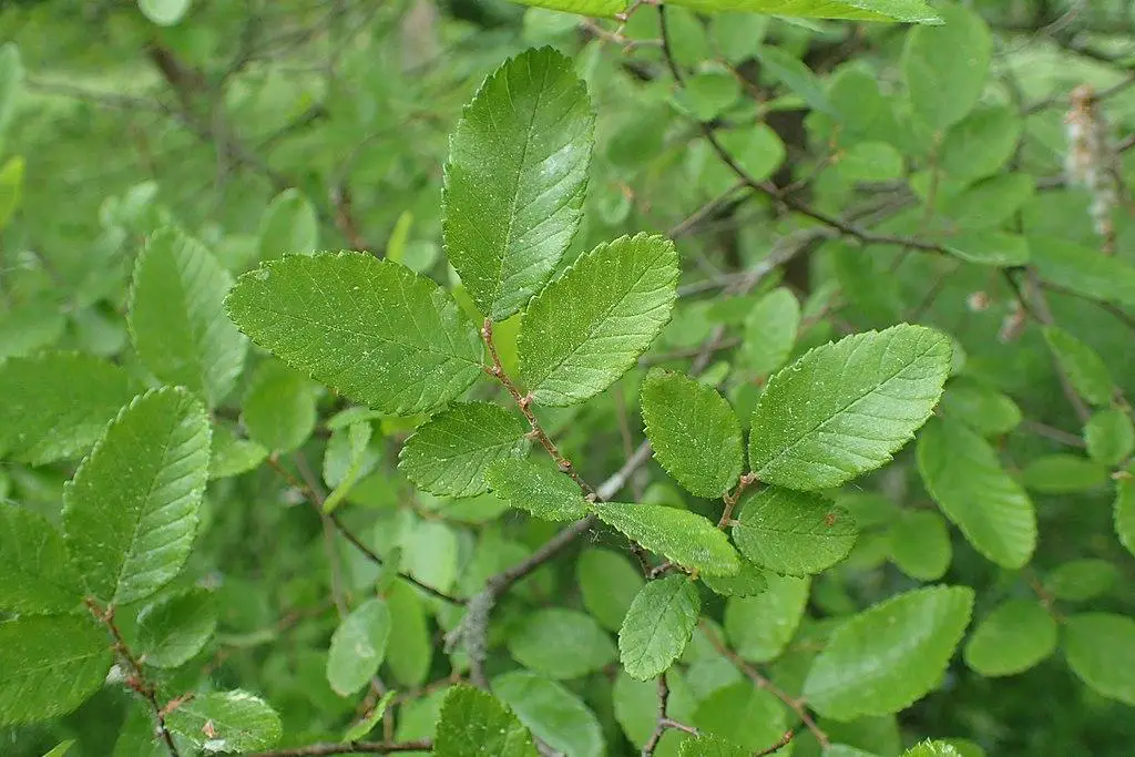 Cedar elm - types of elm trees