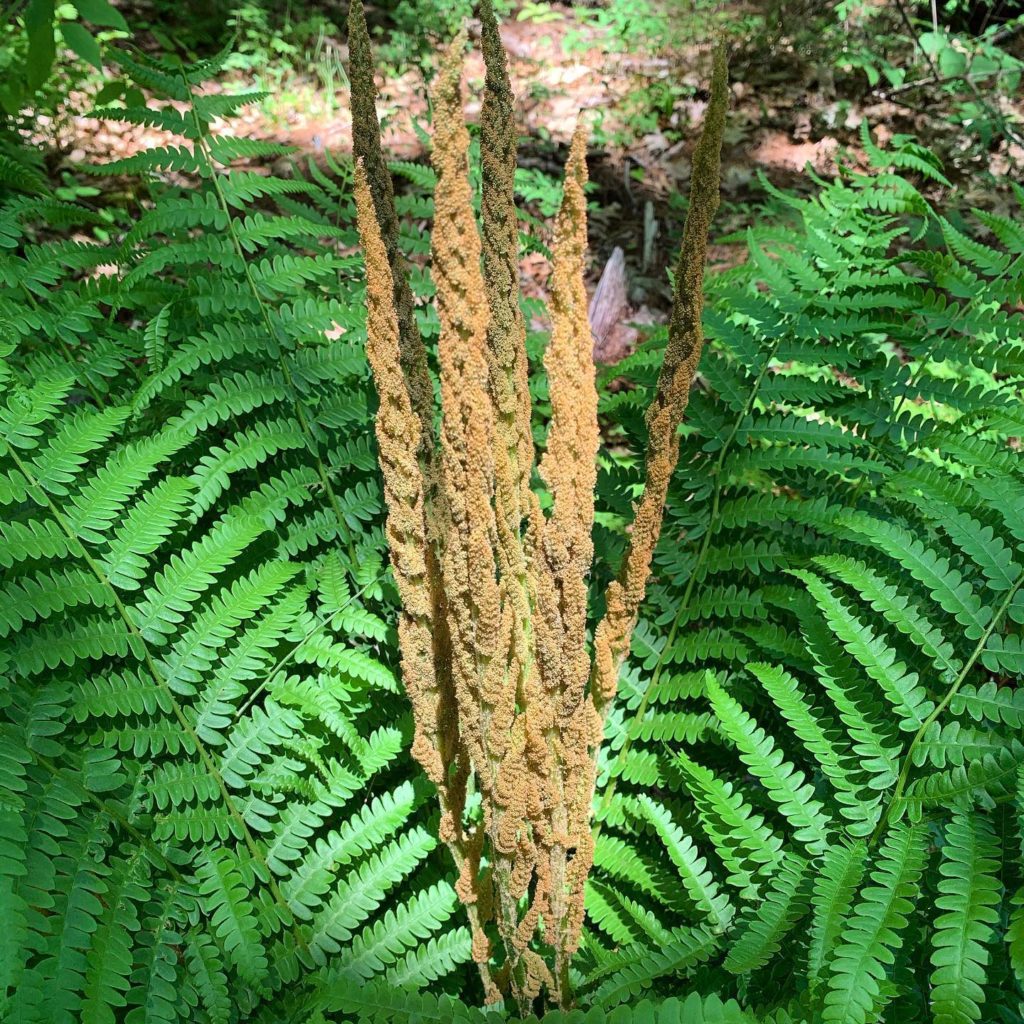 Cinnamon fern