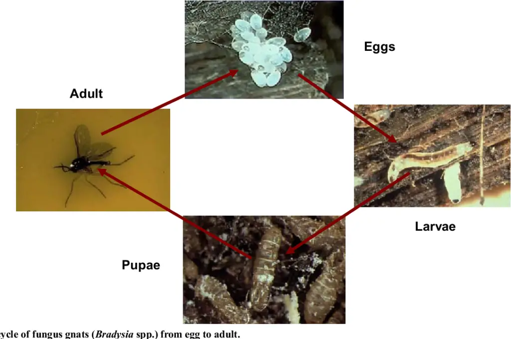 complete life cycle of fungus gnats
