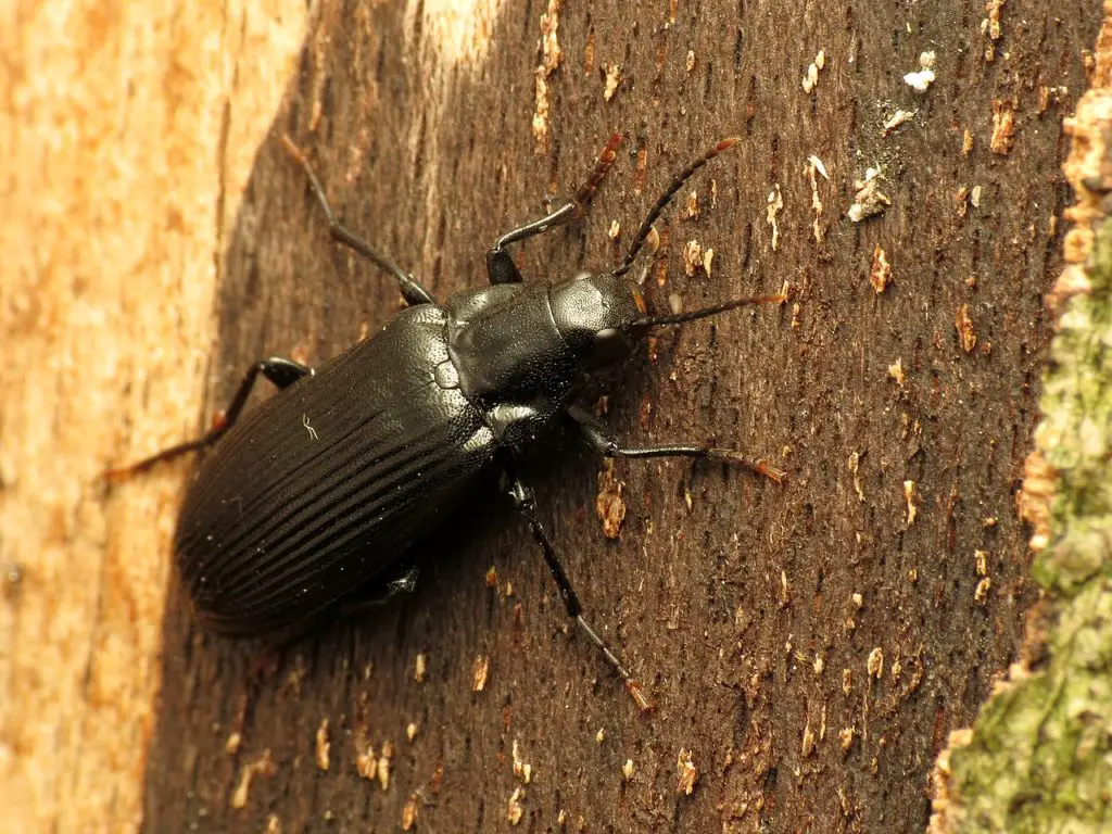 Darkling beetles in the forest