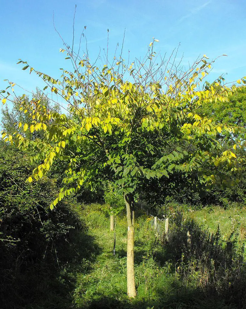 David Elm - types of elm trees