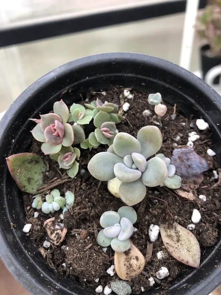 dry soil to propagate succulents from leaves and cuttings