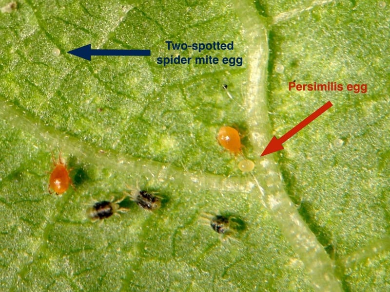 Eggs of spider mites