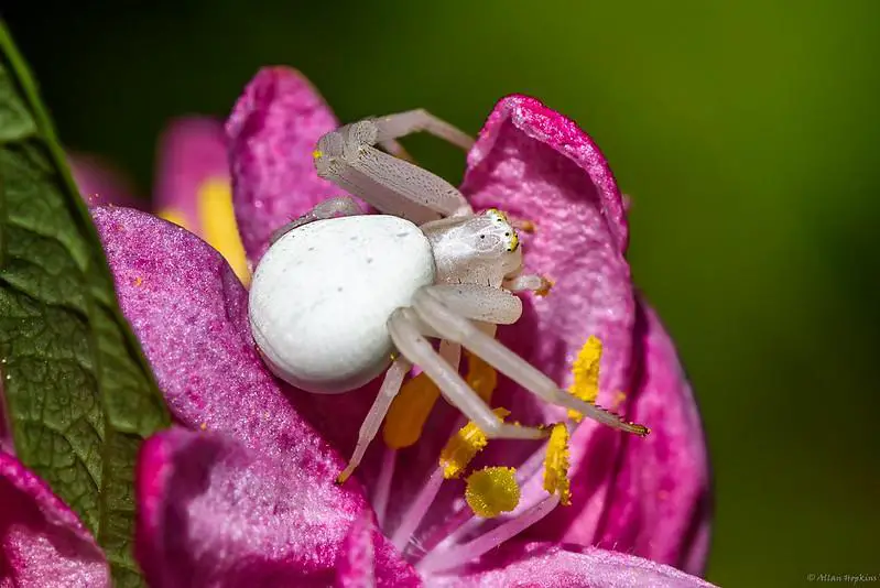 Types of white spiders - goldenrod crab spider