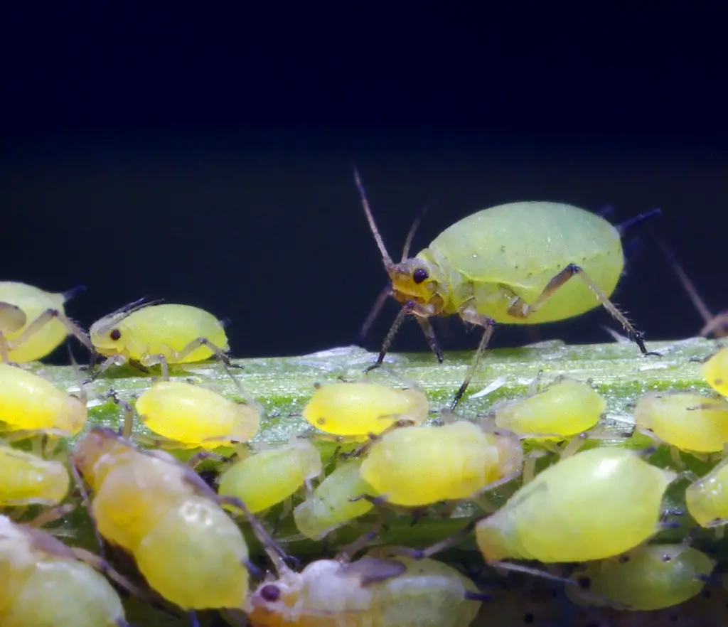 Green aphids on indoor houseplants