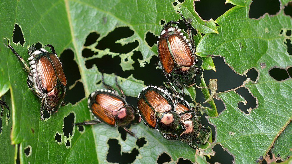 Group of Japanese beetles