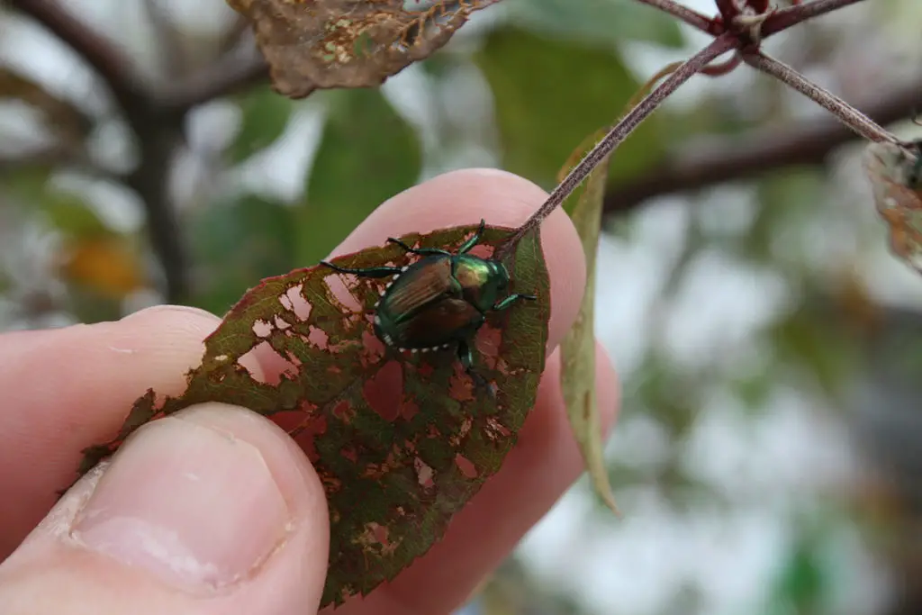 Hand-picking of invasive beetle